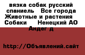 вязка собак русский спаниель - Все города Животные и растения » Собаки   . Ненецкий АО,Андег д.